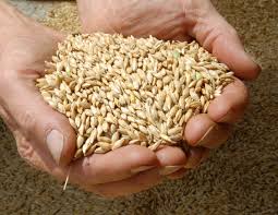 Barley Malt Extract | Barley Malt Powder